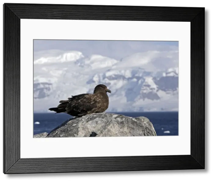 Framed Print : Picture No. 10888274 Framed Print : Picture No. 10888274