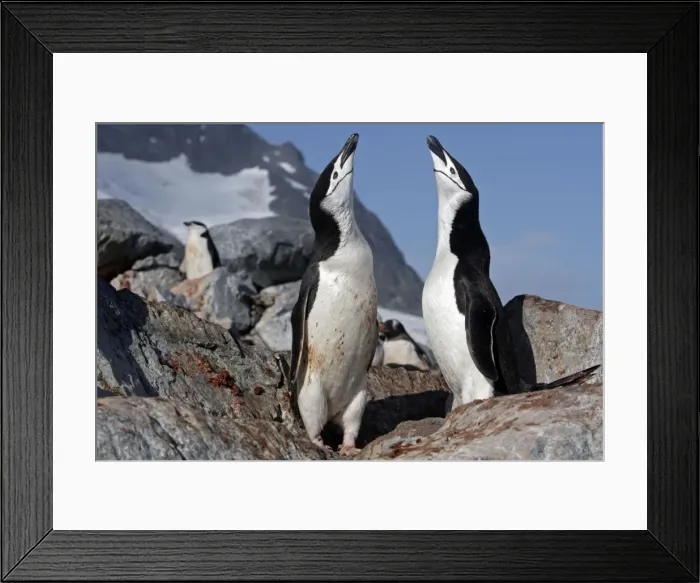 Framed Print : Picture No. 10888279 Framed Print : Picture No. 10888279