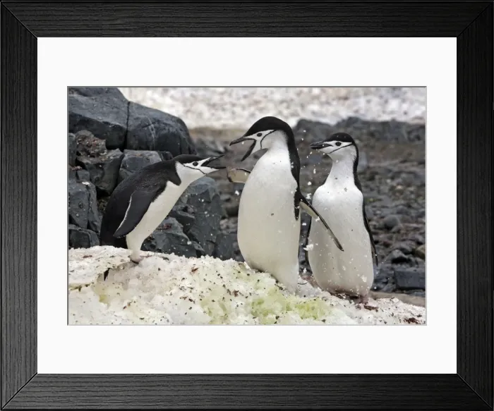Framed Print : Picture No. 10888284 Framed Print : Picture No. 10888284
