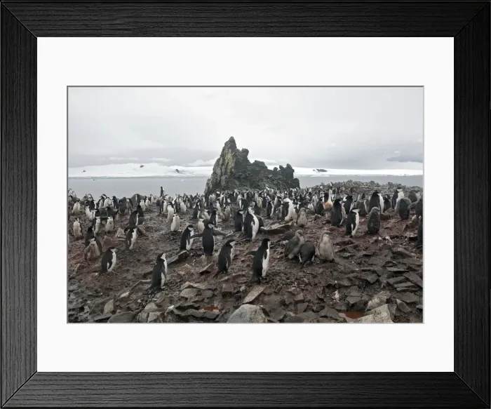 Framed Print : Picture No. 10888285 Framed Print : Picture No. 10888285