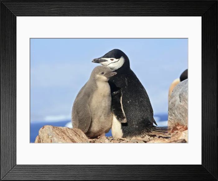 Framed Print : Picture No. 10888280 Framed Print : Picture No. 10888280