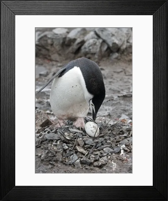 Framed Print : Picture No. 10888286 Framed Print : Picture No. 10888286