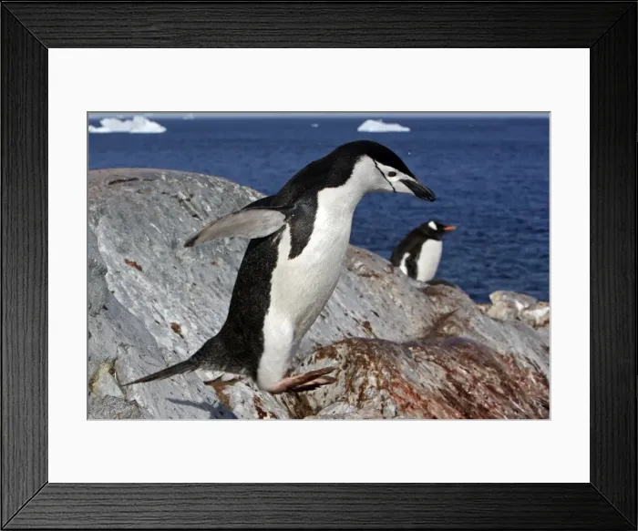 Framed Print : Picture No. 10888283 Framed Print : Picture No. 10888283