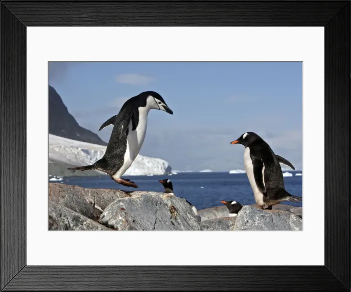 Framed Print : Picture No. 10888281 Framed Print : Picture No. 10888281