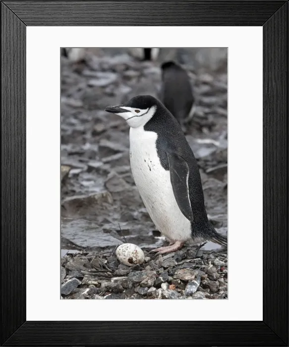 Framed Print : Picture No. 10888288