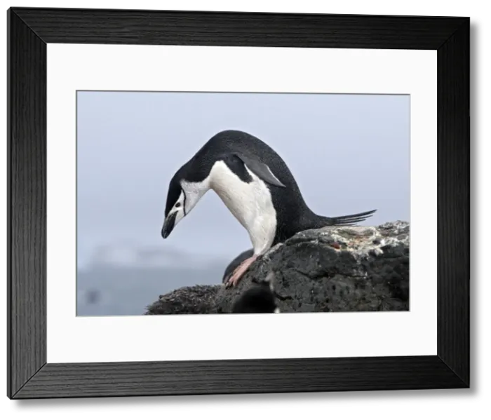 Framed Print : Picture No. 10888291 Framed Print : Picture No. 10888291