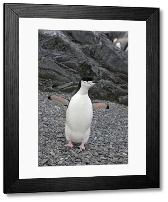 Framed Print : Picture No. 10888293 Framed Print : Picture No. 10888293