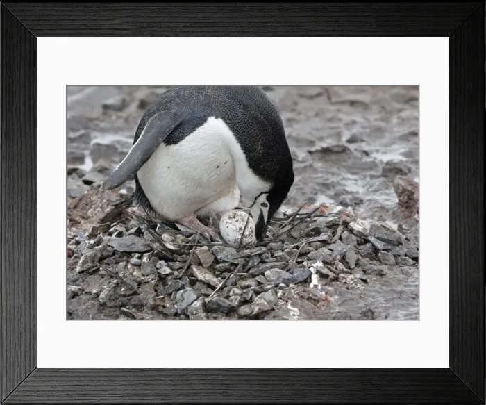 Framed Print : Picture No. 10888287 Framed Print : Picture No. 10888287