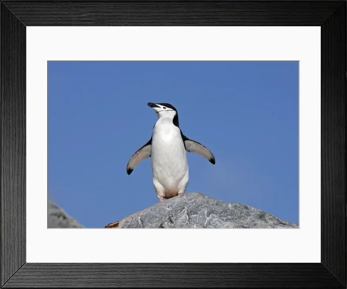 Framed Print : Picture No. 10888294 Framed Print : Picture No. 10888294