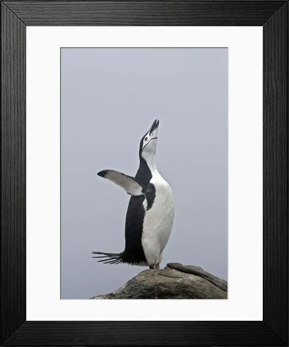 Framed Print : Picture No. 10888290 Framed Print : Picture No. 10888290