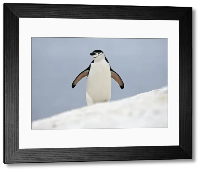 Framed Print : Picture No. 10888295 Framed Print : Picture No. 10888295