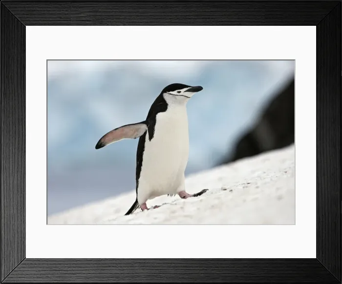 Framed Print : Picture No. 10888296 Framed Print : Picture No. 10888296