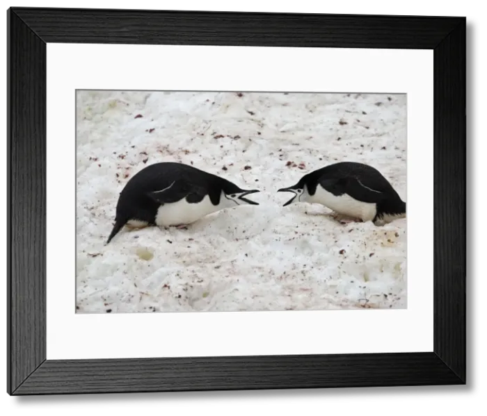 Framed Print : Picture No. 10888299 Framed Print : Picture No. 10888299