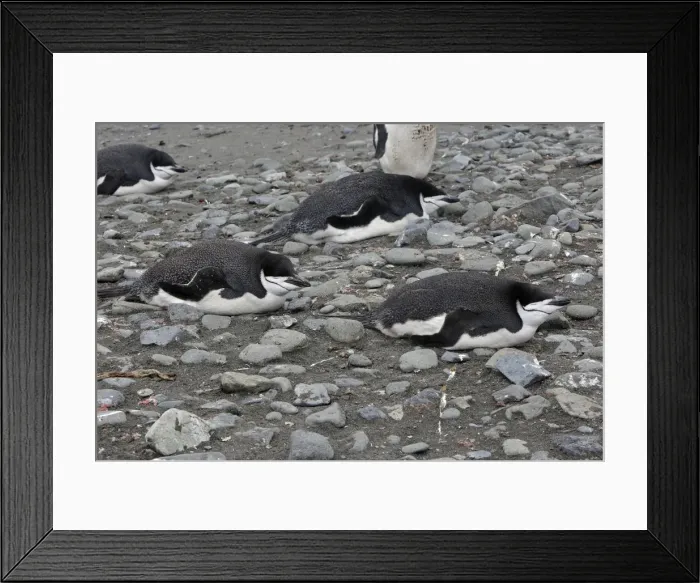Framed Print : Picture No. 10888292 Framed Print : Picture No. 10888292