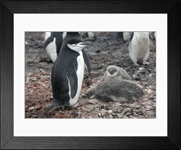 Framed Print : Picture No. 10888301 Framed Print : Picture No. 10888301