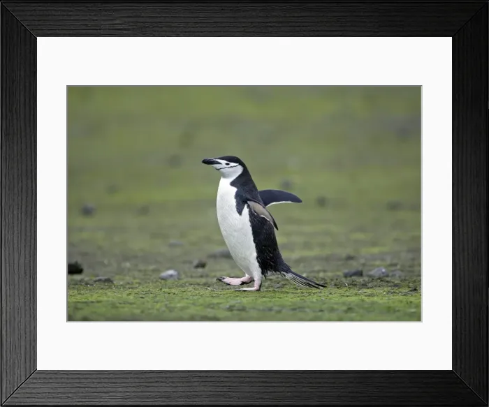 Framed Print : Picture No. 10888300 Framed Print : Picture No. 10888300