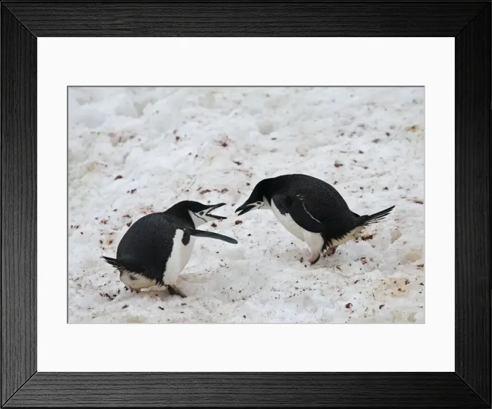 Framed Print : Picture No. 10888298 Framed Print : Picture No. 10888298