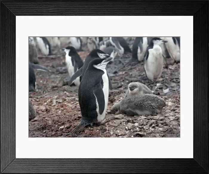 Framed Print : Picture No. 10888302 Framed Print : Picture No. 10888302