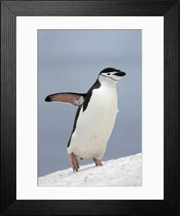 Framed Print : Picture No. 10888297 Framed Print : Picture No. 10888297