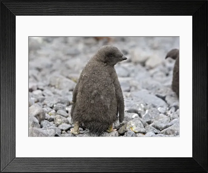 Framed Print : Picture No. 10888304 Framed Print : Picture No. 10888304