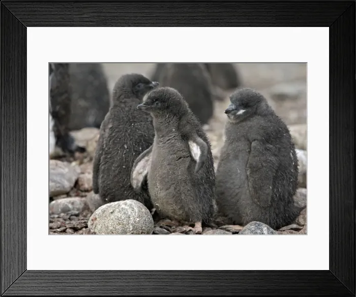 Framed Print : Picture No. 10888307 Framed Print : Picture No. 10888307