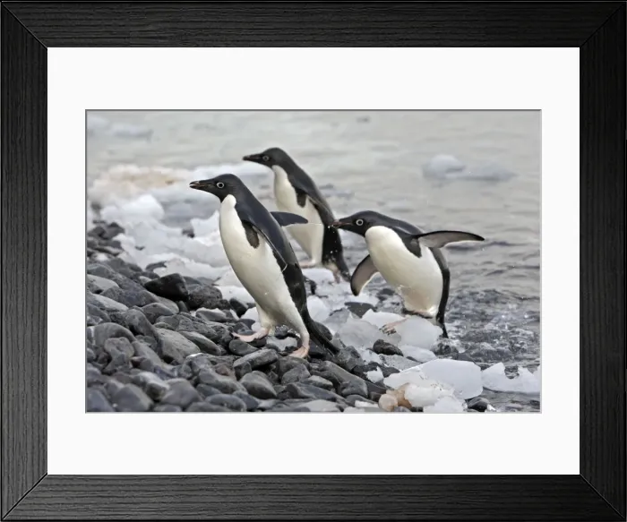 Framed Print : Picture No. 10888305