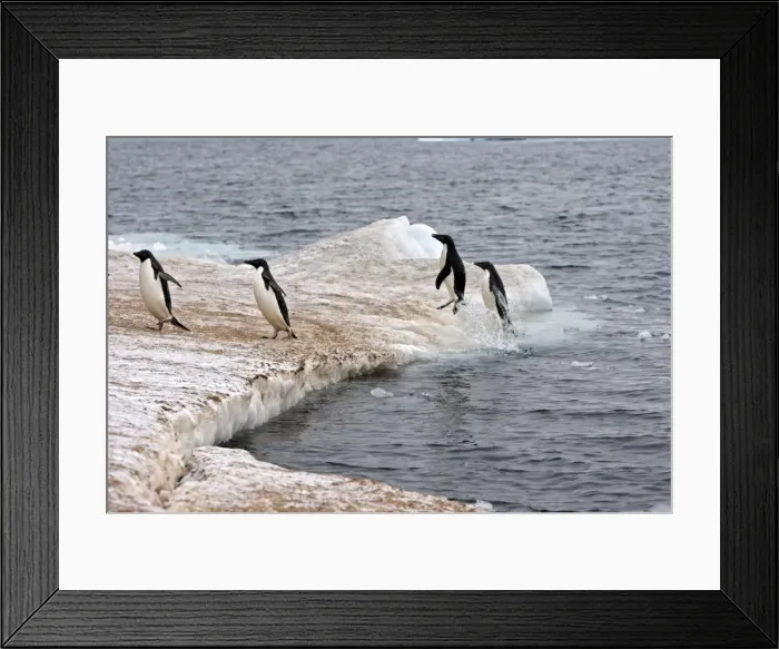 Framed Print : Picture No. 10888308 Framed Print : Picture No. 10888308