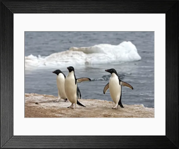 Framed Print : Picture No. 10888312 Framed Print : Picture No. 10888312