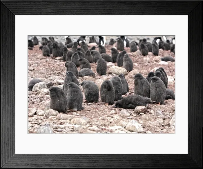 Framed Print : Picture No. 10888313