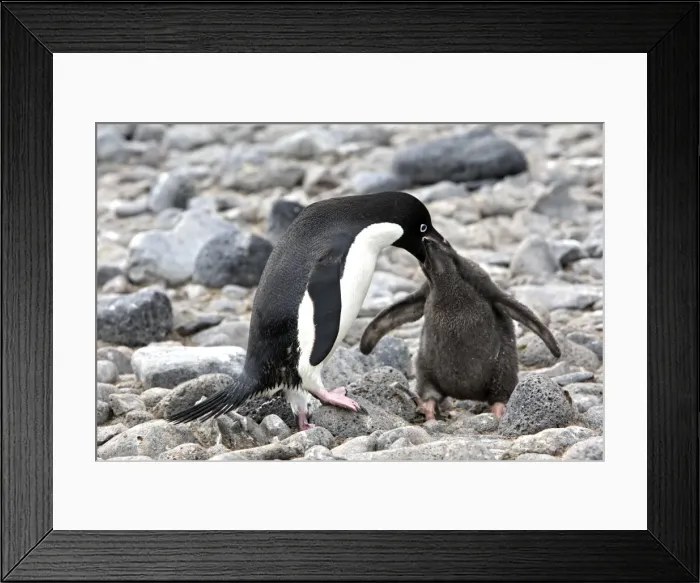 Framed Print : Picture No. 10888314 Framed Print : Picture No. 10888314