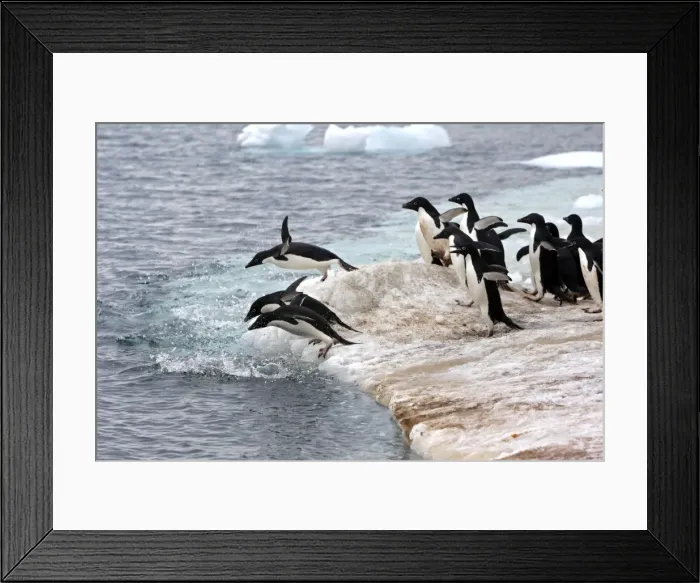 Framed Print : Picture No. 10888309