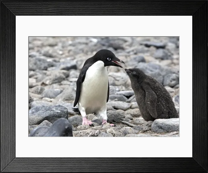 Framed Print : Picture No. 10888315 Framed Print : Picture No. 10888315