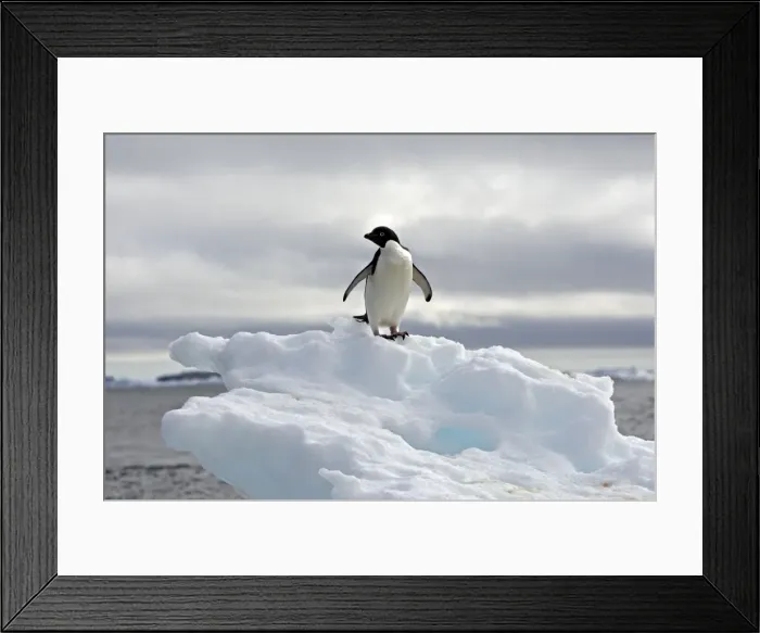 Framed Print : Picture No. 10888317 Framed Print : Picture No. 10888317