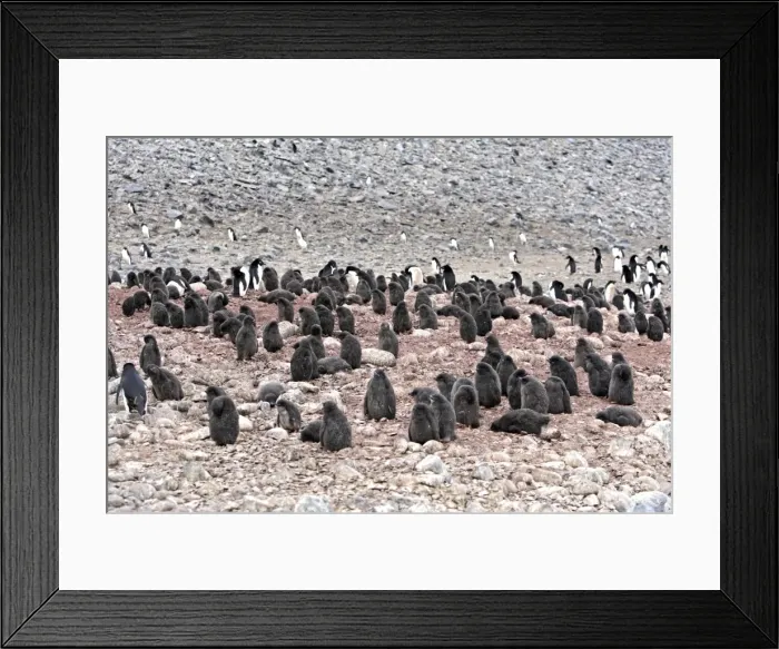 Framed Print : Picture No. 10888316 Framed Print : Picture No. 10888316