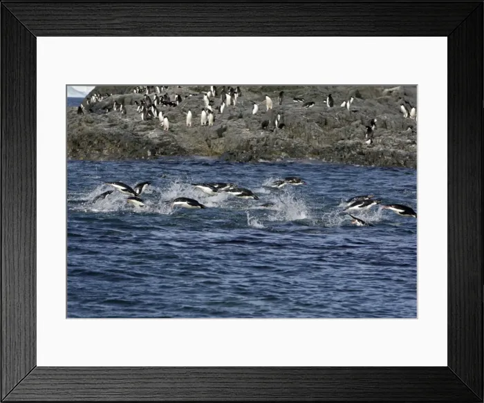 Framed Print : Picture No. 10888320