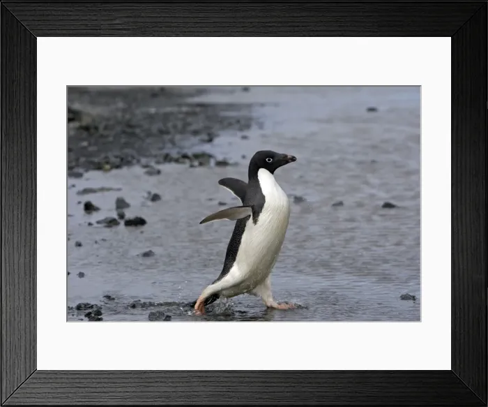Framed Print : Picture No. 10888323 Framed Print : Picture No. 10888323