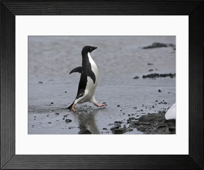 Framed Print : Picture No. 10888324 Framed Print : Picture No. 10888324