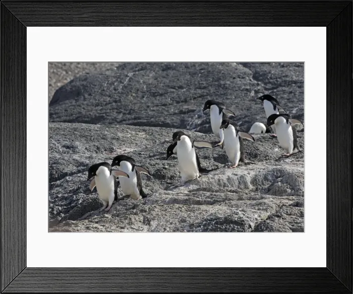 Framed Print : Picture No. 10888318 Framed Print : Picture No. 10888318