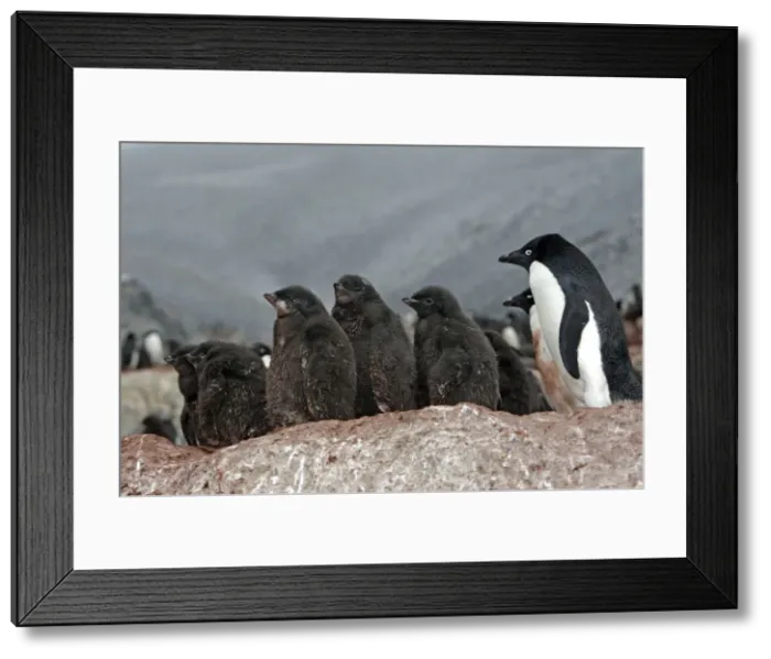 Framed Print : Picture No. 10888325 Framed Print : Picture No. 10888325