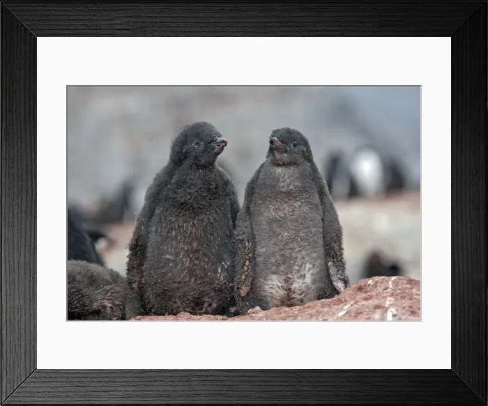 Framed Print : Picture No. 10888326 Framed Print : Picture No. 10888326
