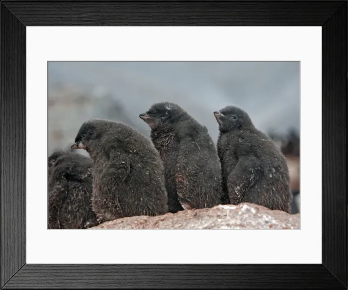 Framed Print : Picture No. 10888327 Framed Print : Picture No. 10888327