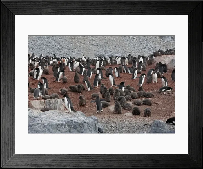 Framed Print : Picture No. 10888322 Framed Print : Picture No. 10888322