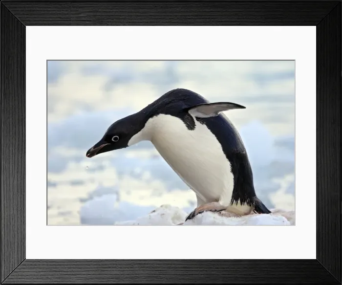 Framed Print : Picture No. 10888330 Framed Print : Picture No. 10888330