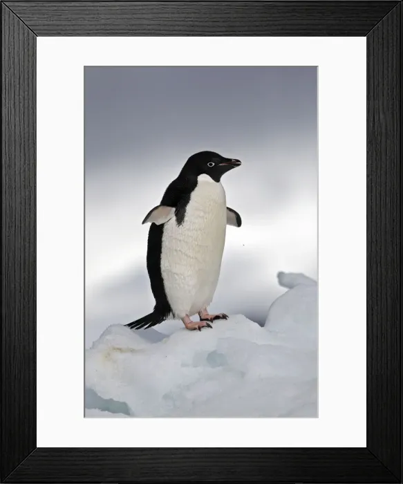Framed Print : Picture No. 10888331 Framed Print : Picture No. 10888331