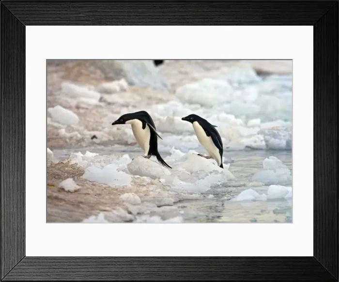 Framed Print : Picture No. 10888329 Framed Print : Picture No. 10888329