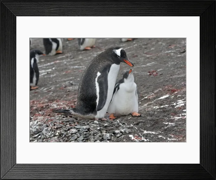 Framed Print : Picture No. 10888333 Framed Print : Picture No. 10888333