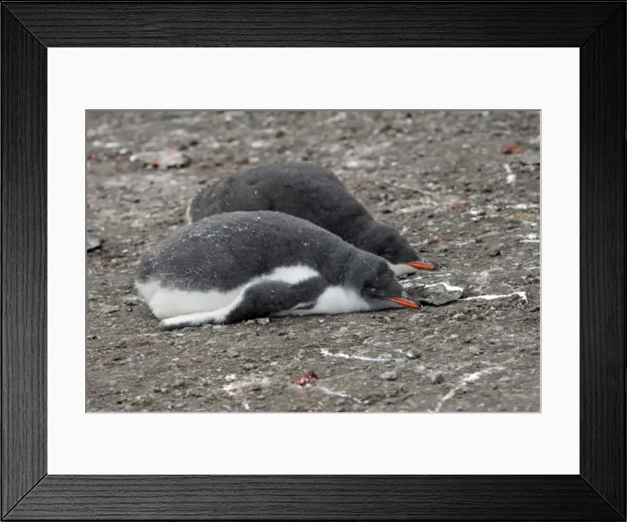 Framed Print : Picture No. 10888334 Framed Print : Picture No. 10888334