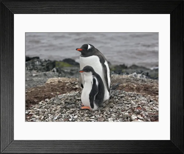 Framed Print : Picture No. 10888339 Framed Print : Picture No. 10888339
