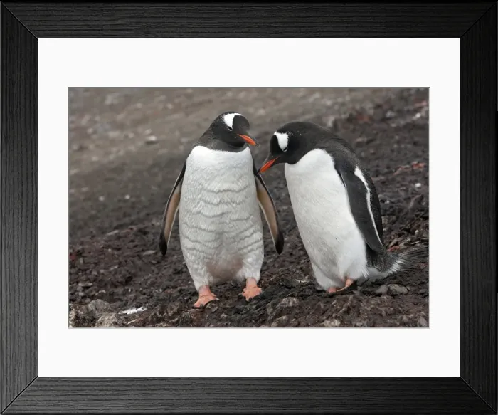 Framed Print : Picture No. 10888335 Framed Print : Picture No. 10888335