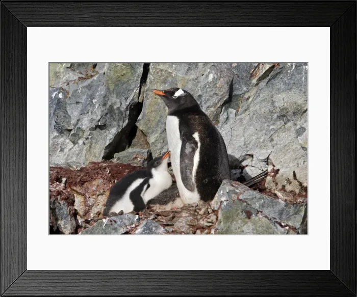 Framed Print : Picture No. 10888340 Framed Print : Picture No. 10888340